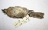  ( - MACN-Or-ct 6757)  @11 [ ] Copyright (2016) MACN Museo Argentino de Ciencias Naturales (Bernardino Rivadavia)