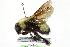  ( - 06717E01-YT)  @13 [ ] CreativeCommons - Attribution (2015) CBG Photography Group Centre for Biodiversity Genomics
