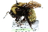  ( - 06717E10-YT)  @13 [ ] CreativeCommons - Attribution (2015) CBG Photography Group Centre for Biodiversity Genomics