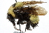  ( - 06717E11-YT)  @13 [ ] CreativeCommons - Attribution (2015) CBG Photography Group Centre for Biodiversity Genomics