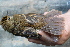  ( - MACN-Or-ct 5874)  @13 [ ] CreativeCommons - Attribution Non-Commercial Share-Alike (2010) Ana Barreira MACN