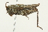  ( - BIOUG00738-D10)  @14 [ ] CreativeCommons - Attribution (2011) CBG Photography Group Centre for Biodiversity Genomics
