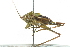  ( - BIOUG00739-H03)  @13 [ ] CreativeCommons - Attribution (2011) CBG Photography Group Centre for Biodiversity Genomics