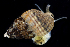  ( - 2907_DNA)  @11 [ ] CreativeCommons  Attribution Non-Commercial Share-Alike (2019) Gustav Paulay Florida Museum of Natural History