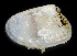  ( - 2922_DNA)  @11 [ ] CreativeCommons  Attribution Non-Commercial Share-Alike (2019) Gustav Paulay Florida Museum of Natural History