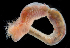  ( - 2978_DNA)  @11 [ ] CreativeCommons  Attribution Non-Commercial Share-Alike (2019) Gustav Paulay Florida Museum of Natural History
