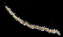  ( - 2982_DNA)  @11 [ ] CreativeCommons  Attribution Non-Commercial Share-Alike (2019) Gustav Paulay Florida Museum of Natural History