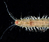  ( - 2982_DNA)  @11 [ ] CreativeCommons  Attribution Non-Commercial Share-Alike (2019) Gustav Paulay Florida Museum of Natural History