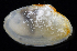  ( - 2897_DNA)  @11 [ ] CreativeCommons  Attribution Non-Commercial Share-Alike (2019) Gustav Paulay Florida Museum of Natural History