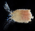  ( - 3114_DNA)  @11 [ ] CreativeCommons  Attribution Non-Commercial Share-Alike (2019) Gustav Paulay Florida Museum of Natural History