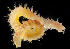  ( - 3121_DNA)  @11 [ ] CreativeCommons  Attribution Non-Commercial Share-Alike (2019) Gustav Paulay Florida Museum of Natural History