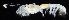  ( - 3135_DNA)  @11 [ ] CreativeCommons  Attribution Non-Commercial Share-Alike (2019) Gustav Paulay Florida Museum of Natural History
