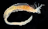  ( - 3181_DNA)  @11 [ ] CreativeCommons  Attribution Non-Commercial Share-Alike (2019) Gustav Paulay Florida Museum of Natural History