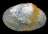 ( - 3157_DNA)  @11 [ ] CreativeCommons  Attribution Non-Commercial Share-Alike (2019) Gustav Paulay Florida Museum of Natural History
