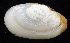  ( - 3155_DNA)  @11 [ ] CreativeCommons  Attribution Non-Commercial Share-Alike (2019) Gustav Paulay Florida Museum of Natural History