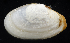  ( - 3158_DNA)  @11 [ ] CreativeCommons  Attribution Non-Commercial Share-Alike (2019) Gustav Paulay Florida Museum of Natural History