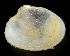  ( - 3176_DNA)  @11 [ ] CreativeCommons  Attribution Non-Commercial Share-Alike (2019) Gustav Paulay Florida Museum of Natural History