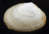  ( - 3174_DNA)  @11 [ ] CreativeCommons  Attribution Non-Commercial Share-Alike (2019) Gustav Paulay Florida Museum of Natural History