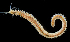  ( - 3225_DNA)  @11 [ ] CreativeCommons  Attribution Non-Commercial Share-Alike (2019) Gustav Paulay Florida Museum of Natural History