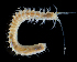  ( - 3231_DNA)  @11 [ ] CreativeCommons  Attribution Non-Commercial Share-Alike (2019) Gustav Paulay Florida Museum of Natural History