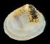  ( - 3316_DNA)  @11 [ ] CreativeCommons  Attribution Non-Commercial Share-Alike (2019) Gustav Paulay Florida Museum of Natural History