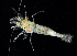  (Heptacarpus stimpsoni - 3401_DNA)  @11 [ ] CreativeCommons  Attribution Non-Commercial Share-Alike (2019) Gustav Paulay Florida Museum of Natural History