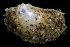  ( - 3327_DNA)  @11 [ ] CreativeCommons  Attribution Non-Commercial Share-Alike (2019) Gustav Paulay Florida Museum of Natural History