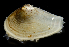  ( - 3325_DNA)  @11 [ ] CreativeCommons  Attribution Non-Commercial Share-Alike (2019) Gustav Paulay Florida Museum of Natural History