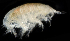  (Rhepoxynius boreovariatus - 3462_DNA)  @11 [ ] CreativeCommons  Attribution Non-Commercial Share-Alike (2019) Gustav Paulay Florida Museum of Natural History