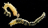 ( - 3481_DNA)  @11 [ ] CreativeCommons  Attribution Non-Commercial Share-Alike (2019) Gustav Paulay Florida Museum of Natural History