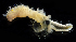  ( - 3483_DNA)  @11 [ ] CreativeCommons  Attribution Non-Commercial Share-Alike (2019) Gustav Paulay Florida Museum of Natural History