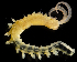  ( - 3484_DNA)  @11 [ ] CreativeCommons  Attribution Non-Commercial Share-Alike (2019) Gustav Paulay Florida Museum of Natural History