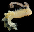  ( - 3485_DNA)  @11 [ ] CreativeCommons  Attribution Non-Commercial Share-Alike (2019) Gustav Paulay Florida Museum of Natural History
