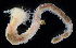  (Trichobranchus hancocki - 3577_DNA)  @11 [ ] CreativeCommons  Attribution Non-Commercial Share-Alike (2019) Gustav Paulay Florida Museum of Natural History