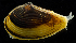  ( - 3539_DNA)  @11 [ ] CreativeCommons  Attribution Non-Commercial Share-Alike (2019) Gustav Paulay Florida Museum of Natural History