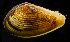  ( - 3538_DNA)  @11 [ ] CreativeCommons  Attribution Non-Commercial Share-Alike (2019) Gustav Paulay Florida Museum of Natural History