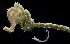  (Spiochaetopterus costarum Cmplx - 3586_DNA)  @11 [ ] CreativeCommons  Attribution Non-Commercial Share-Alike (2019) Gustav Paulay Florida Museum of Natural History