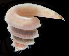  ( - 3613_DNA)  @11 [ ] CreativeCommons  Attribution Non-Commercial Share-Alike (2019) Gustav Paulay Florida Museum of Natural History