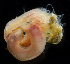  (Caulleriella pacifica - 3627_DNA)  @11 [ ] CreativeCommons  Attribution Non-Commercial Share-Alike (2019) Gustav Paulay Florida Museum of Natural History