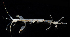 ( - 3624_DNA)  @11 [ ] CreativeCommons  Attribution Non-Commercial Share-Alike (2019) Gustav Paulay Florida Museum of Natural History