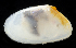  ( - 3647_DNA)  @11 [ ] CreativeCommons  Attribution Non-Commercial Share-Alike (2019) Gustav Paulay Florida Museum of Natural History