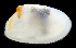  ( - 3648_DNA)  @11 [ ] CreativeCommons  Attribution Non-Commercial Share-Alike (2019) Gustav Paulay Florida Museum of Natural History