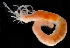  (Lanassa gracilis - 3665_DNA)  @11 [ ] CreativeCommons  Attribution Non-Commercial Share-Alike (2019) Gustav Paulay Florida Museum of Natural History