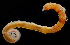  ( - 3692_DNA)  @11 [ ] CreativeCommons  Attribution Non-Commercial Share-Alike (2019) Gustav Paulay Florida Museum of Natural History