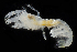  ( - 3693_DNA)  @11 [ ] CreativeCommons  Attribution Non-Commercial Share-Alike (2019) Gustav Paulay Florida Museum of Natural History