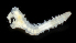  (Exogone lourei - 3824_DNA)  @11 [ ] CreativeCommons  Attribution Non-Commercial Share-Alike (2019) Gustav Paulay Florida Museum of Natural History