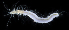  (Syllis lamelligera - 3744_DNA)  @11 [ ] CreativeCommons  Attribution Non-Commercial Share-Alike (2019) Gustav Paulay Florida Museum of Natural History