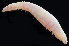  ( - 3884_DNA)  @11 [ ] CreativeCommons  Attribution Non-Commercial Share-Alike (2019) Gustav Paulay Florida Museum of Natural History