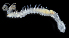  ( - 3948_DNA)  @11 [ ] CreativeCommons  Attribution Non-Commercial Share-Alike (2019) Gustav Paulay Florida Museum of Natural History
