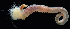  ( - 4047_DNA)  @11 [ ] CreativeCommons  Attribution Non-Commercial Share-Alike (2019) Gustav Paulay Florida Museum of Natural History
